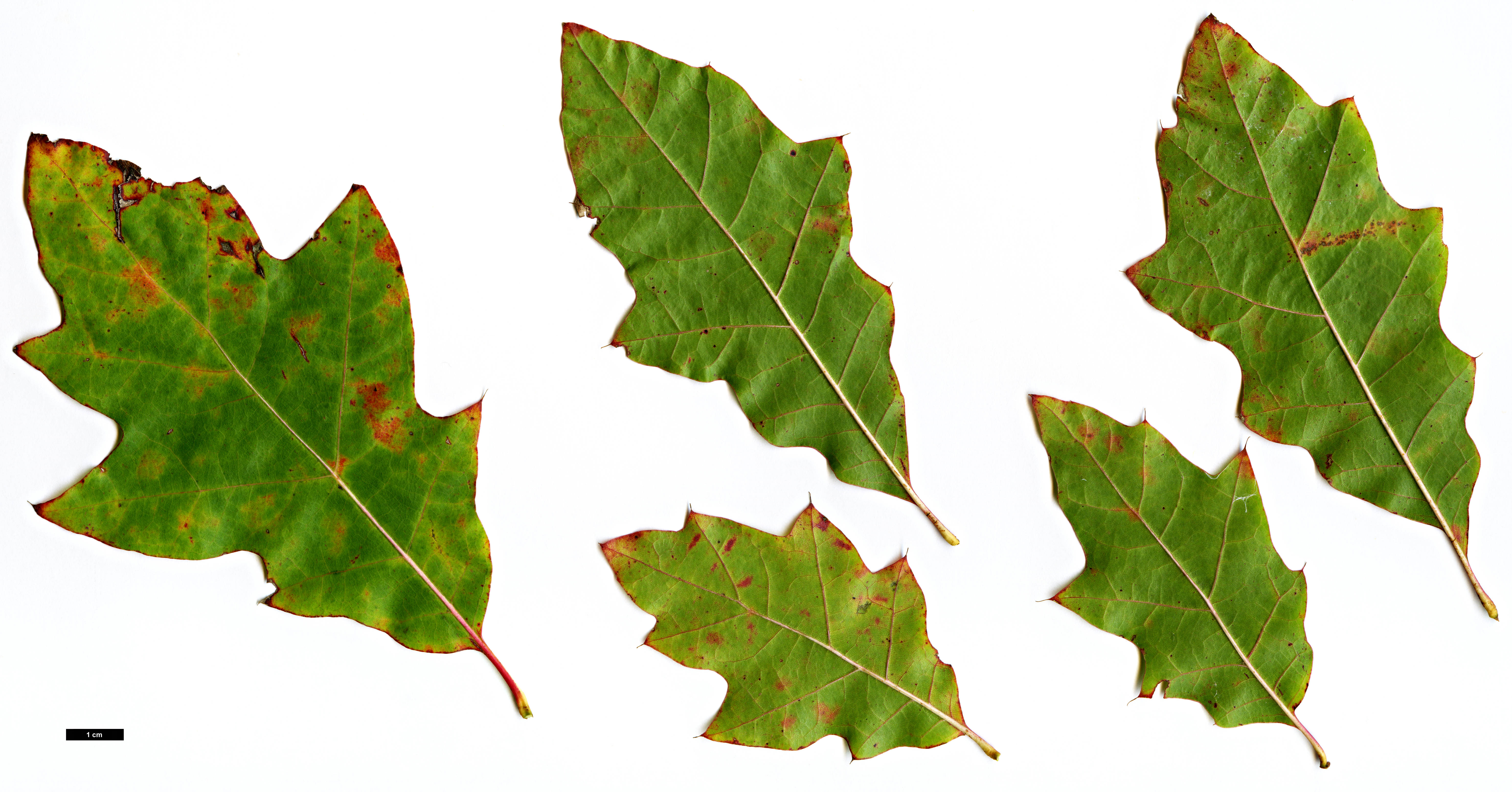 High resolution image: Family: Fagaceae - Genus: Quercus - Taxon: ×exacta (Q.phellos × Q.velutina)